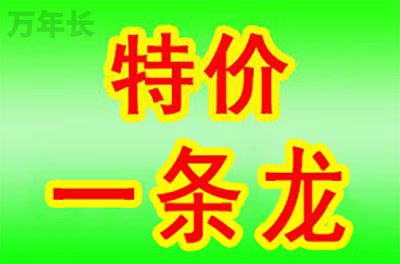 广东省河源市东源县新港镇公墓使用年限